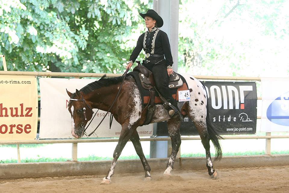 Western Appaloosa Stallion